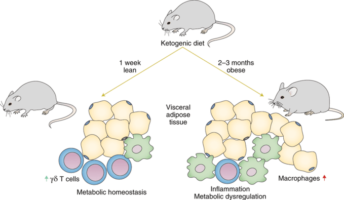 Ketogenic diet results in decreased immune gamma delta T cells and increased macrophage numbers in adipose tissue